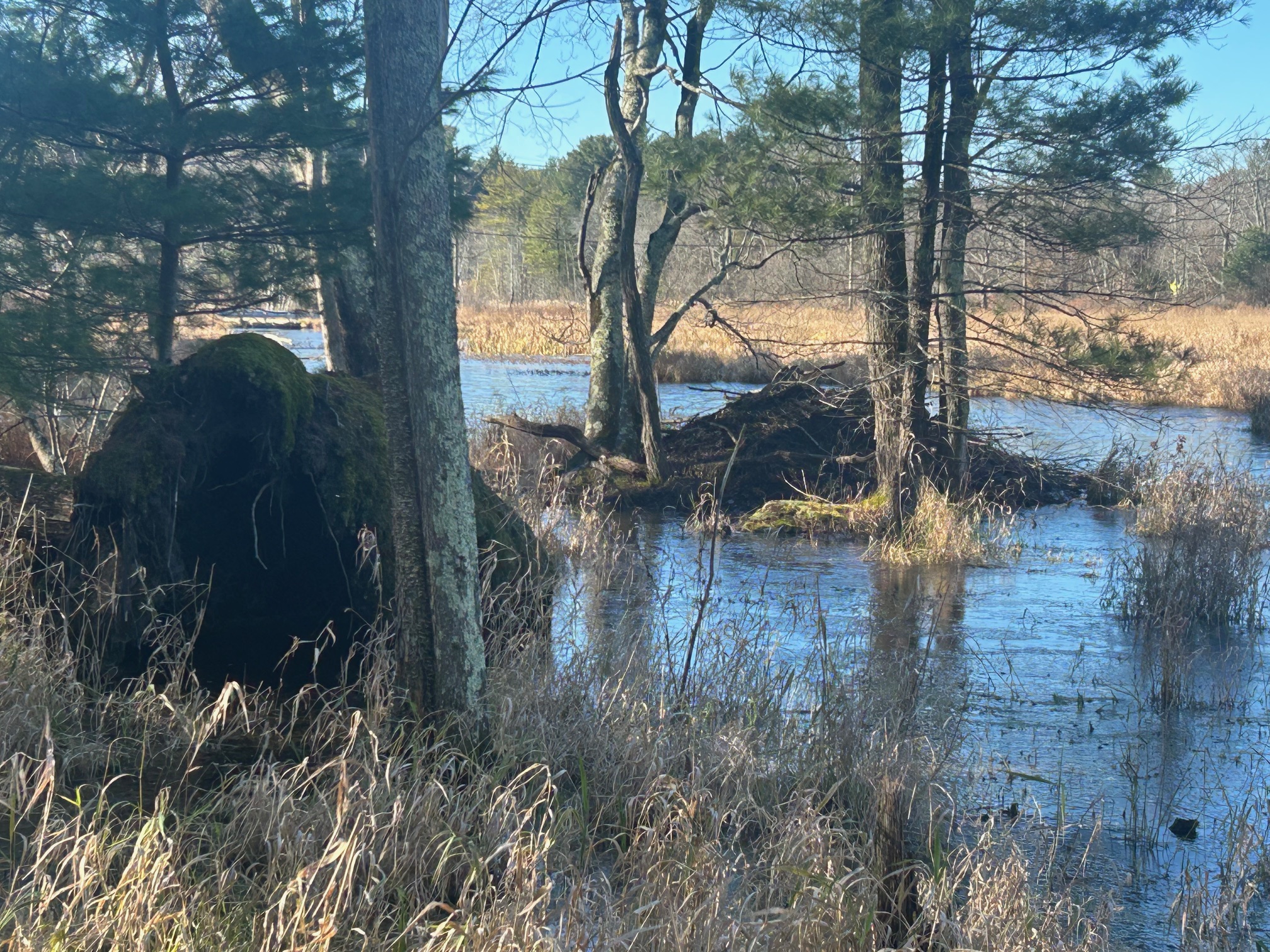 S. New Hampshire Swamp