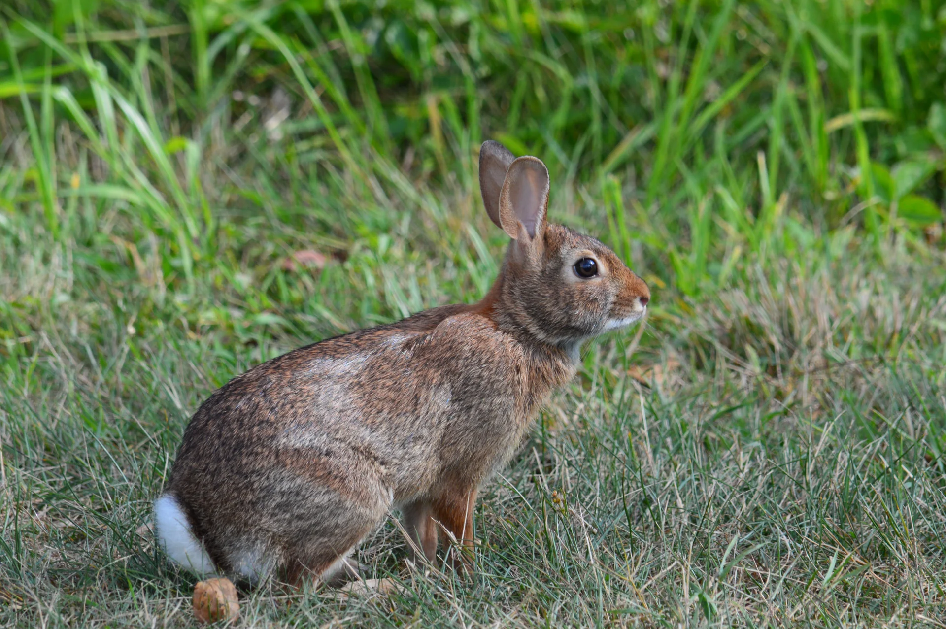Cottontail rabbit sitting in grass